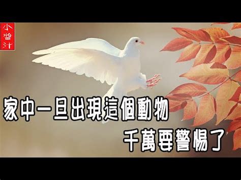 蜈蚣運勢|家中見蜈蚣的5大含義